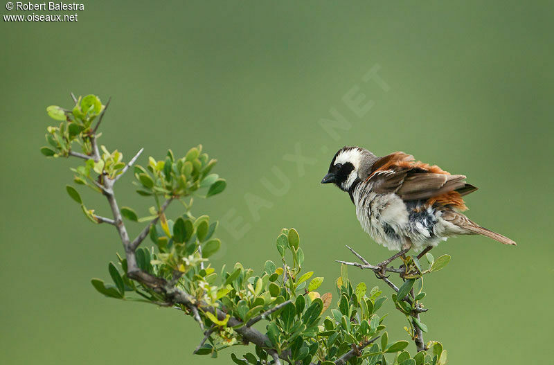 Moineau mélanure mâle adulte