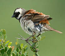 Cape Sparrow