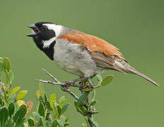 Cape Sparrow