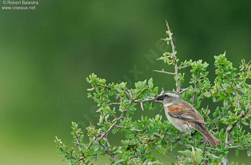 Moineau mélanure femelle adulte