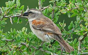 Cape Sparrow