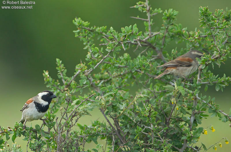 Cape Sparrow adult