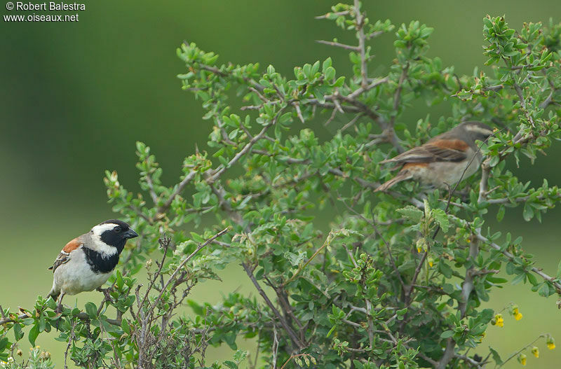 Moineau mélanure adulte