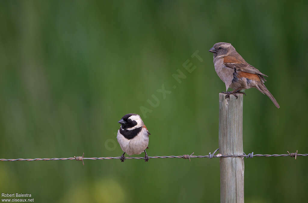 Cape Sparrowadult