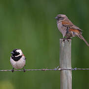 Cape Sparrow