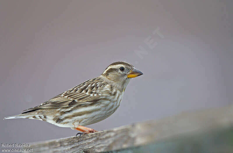 Rock Sparrowadult post breeding, identification