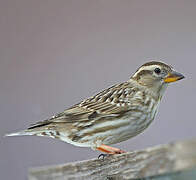 Rock Sparrow