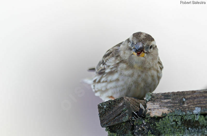 Moineau soulcie, mange