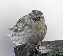 Rock Sparrow