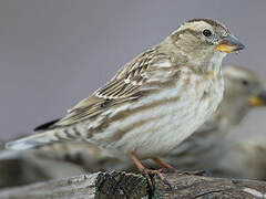 Rock Sparrow