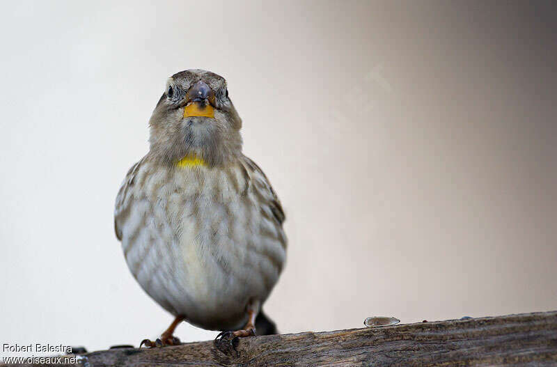 Rock Sparrowadult, close-up portrait, eats