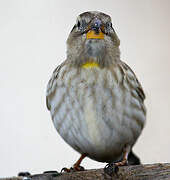 Rock Sparrow