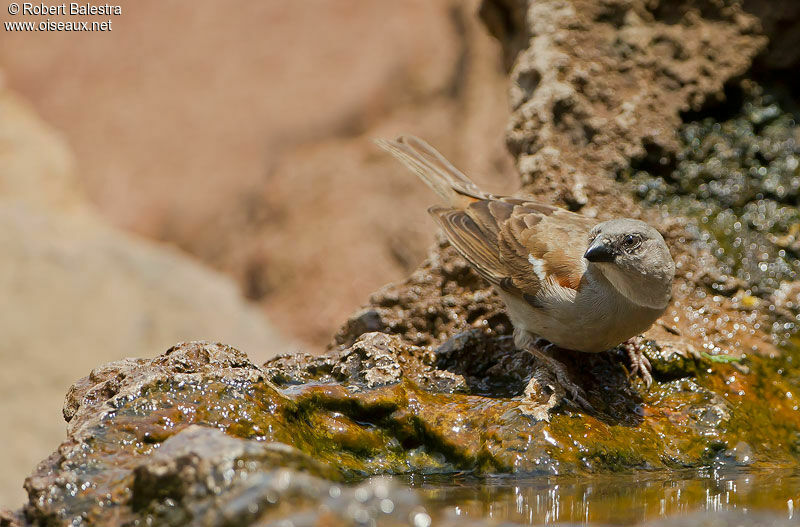 Moineau sud-africain