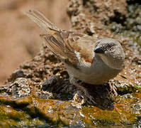 Southern Grey-headed Sparrow