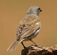 Southern Grey-headed Sparrow