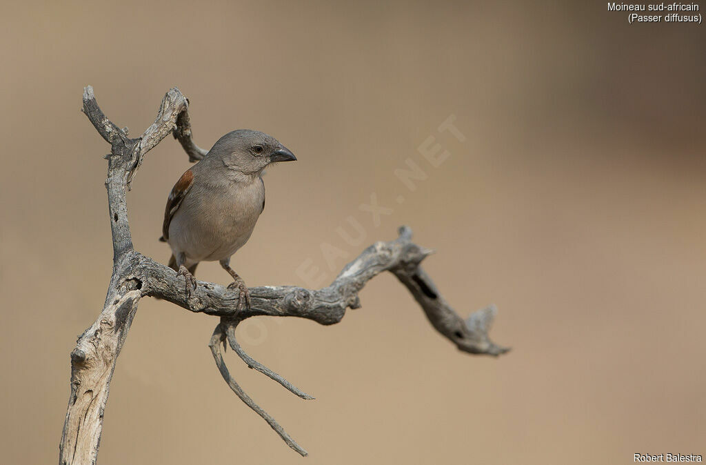 Moineau sud-africain