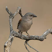 Southern Grey-headed Sparrow