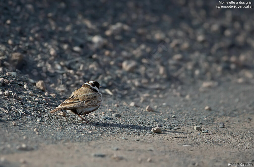 Grey-backed Sparrow-Lark male