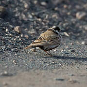 Grey-backed Sparrow-Lark