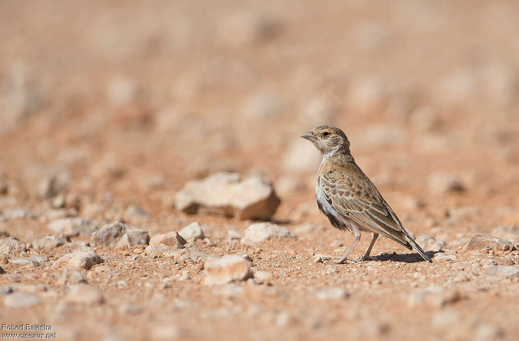 Grey-backed Sparrow-Lark female adult, identification