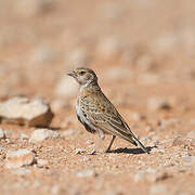 Grey-backed Sparrow-Lark