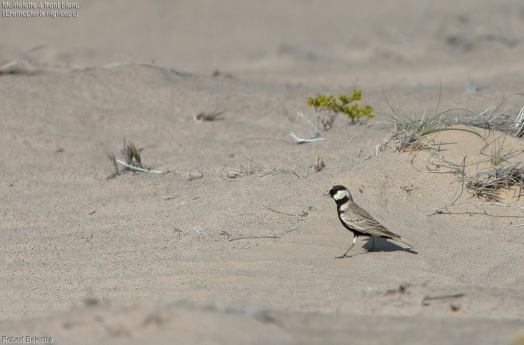 Black-crowned Sparrow-Lark male