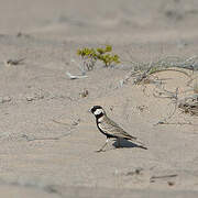 Black-crowned Sparrow-Lark