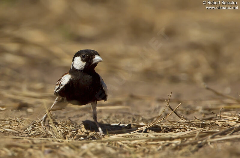 Chestnut-backed Sparrow-Lark