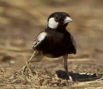 Chestnut-backed Sparrow-Lark