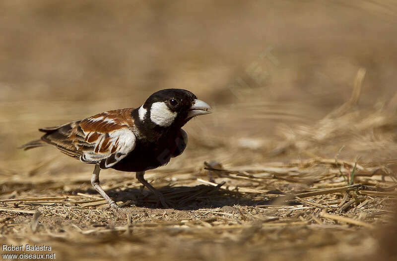 Chestnut-backed Sparrow-Lark male adult