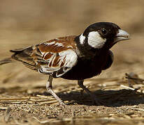 Chestnut-backed Sparrow-Lark