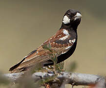 Chestnut-backed Sparrow-Lark