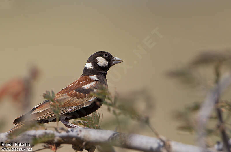 Chestnut-backed Sparrow-Lark male adult, identification