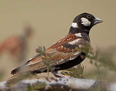 Chestnut-backed Sparrow-Lark