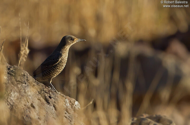 Blue Rock Thrush female adult