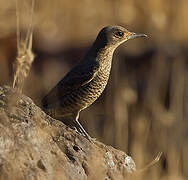 Blue Rock Thrush