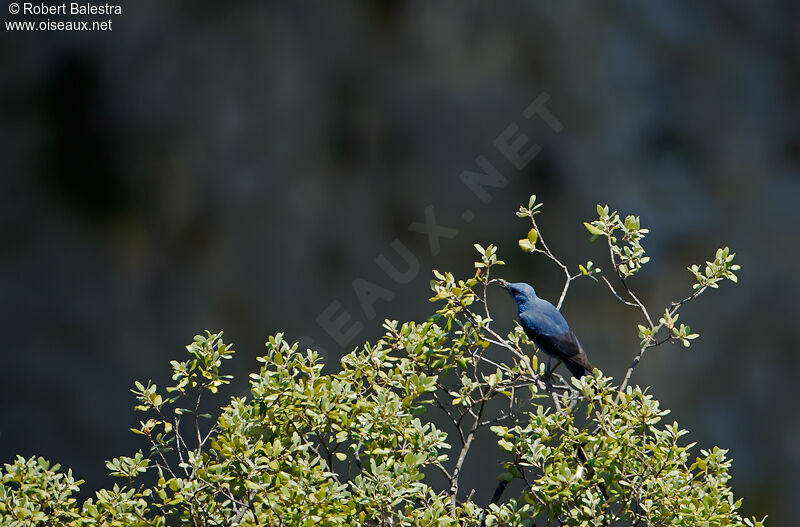 Blue Rock Thrush male adult