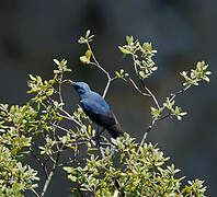 Blue Rock Thrush