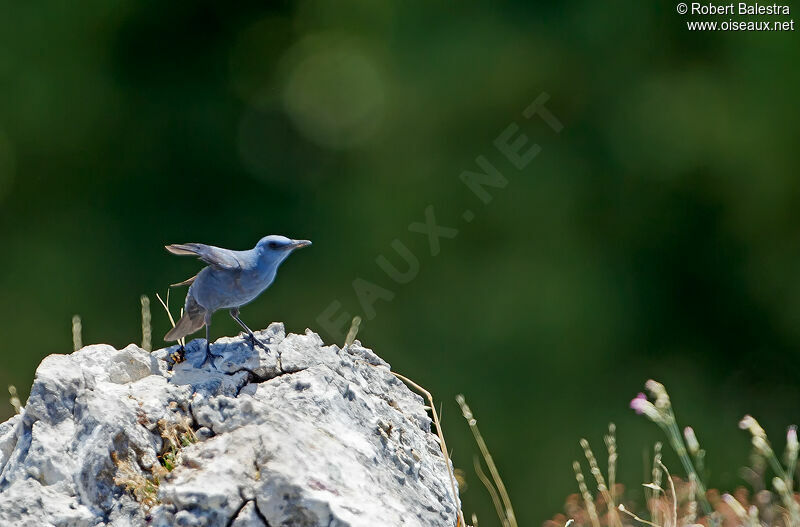 Blue Rock Thrush male adult