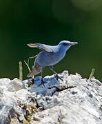 Blue Rock Thrush