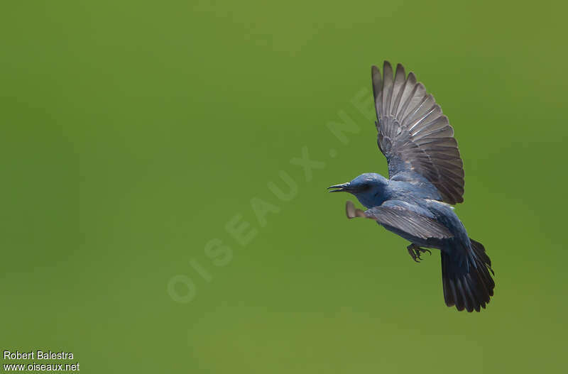 Blue Rock Thrush male adult breeding, Flight