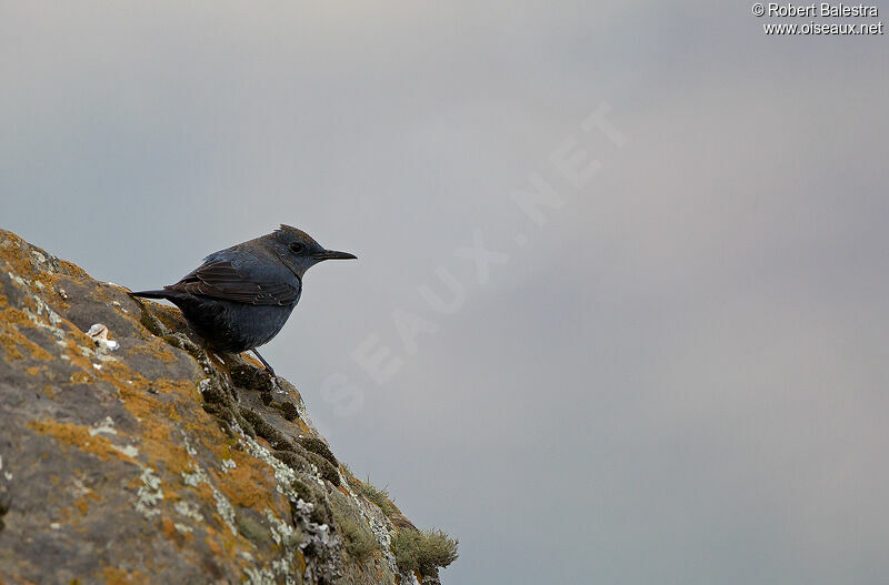 Blue Rock Thrush