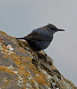 Blue Rock Thrush