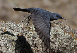 Blue Rock Thrush