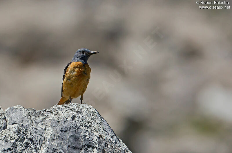 Common Rock Thrush male adult