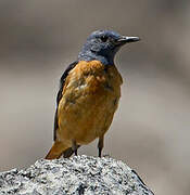 Common Rock Thrush