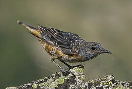 Common Rock Thrush