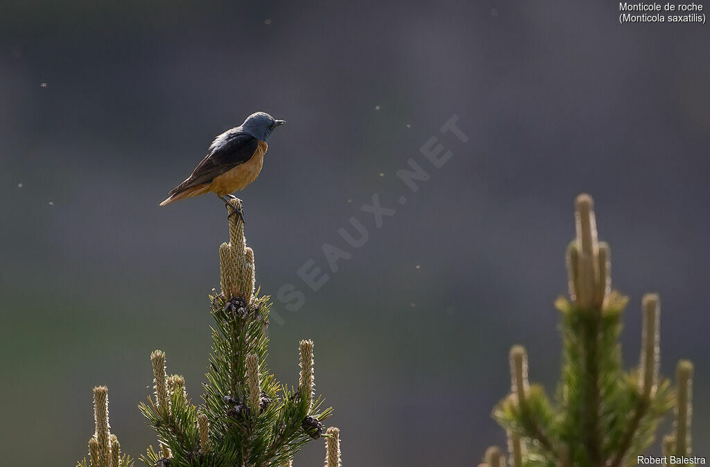 Common Rock Thrush male