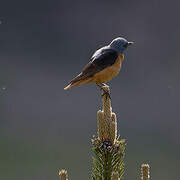 Common Rock Thrush