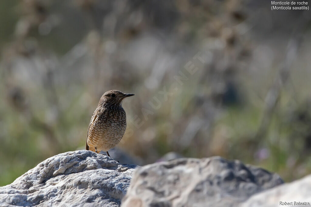 Common Rock Thrush